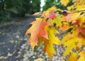 نمونه دوربین 12T Pro در نور روز - یک برگ پاییزی از نمای نزدیک